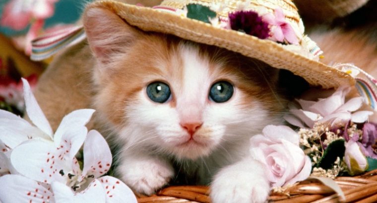 گربه آموزش دیده و زیبا